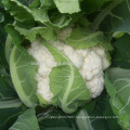 CF85 Genius 85 days medium maturity hybrid white cauliflower seeds